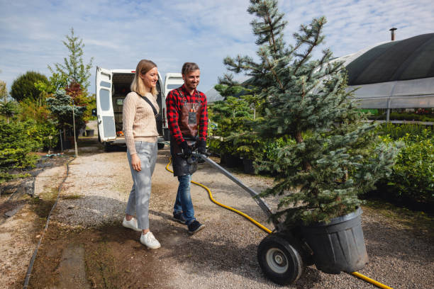 The Steps Involved in Our Tree Care Process in Winooski, VT